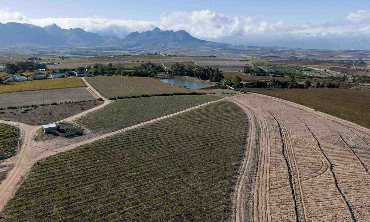 Vinhedos correm riscos Com a mudança climática