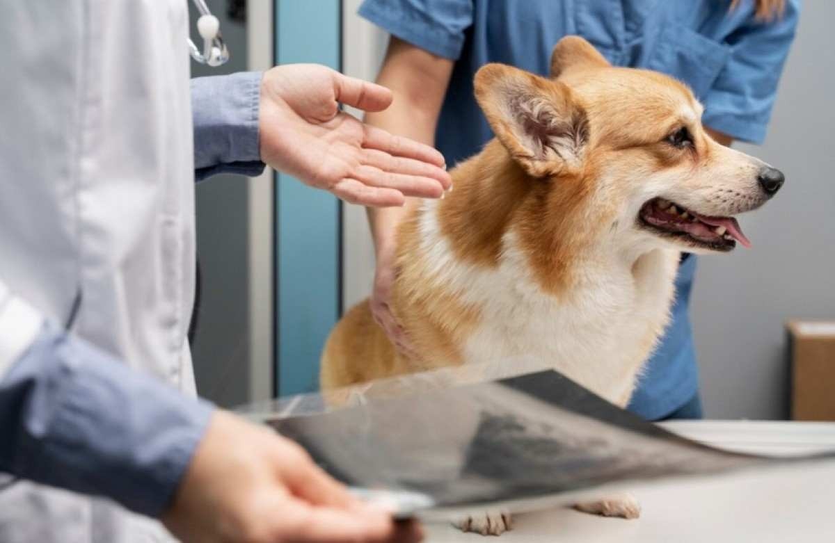 De olho na saúde: como identificar problemas urinários nos pets?